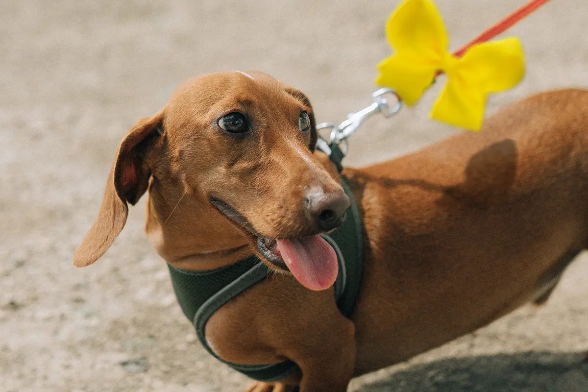 Kennen Sie schon den GELBEN HUND? Manchmal sieht man Hunde, die mit einer gelben Schleife an der Leine oder einem gelben Halstuch 'markiert' sind. Aber wissen Sie auch, was diese Markierung bedeutet? Es ist ein Signal für andere Hundebesitzer und Menschen, das besagt: „Bitte Abstand halten!“ oder „Wir benötigen Zeit zum Ausweichen!“